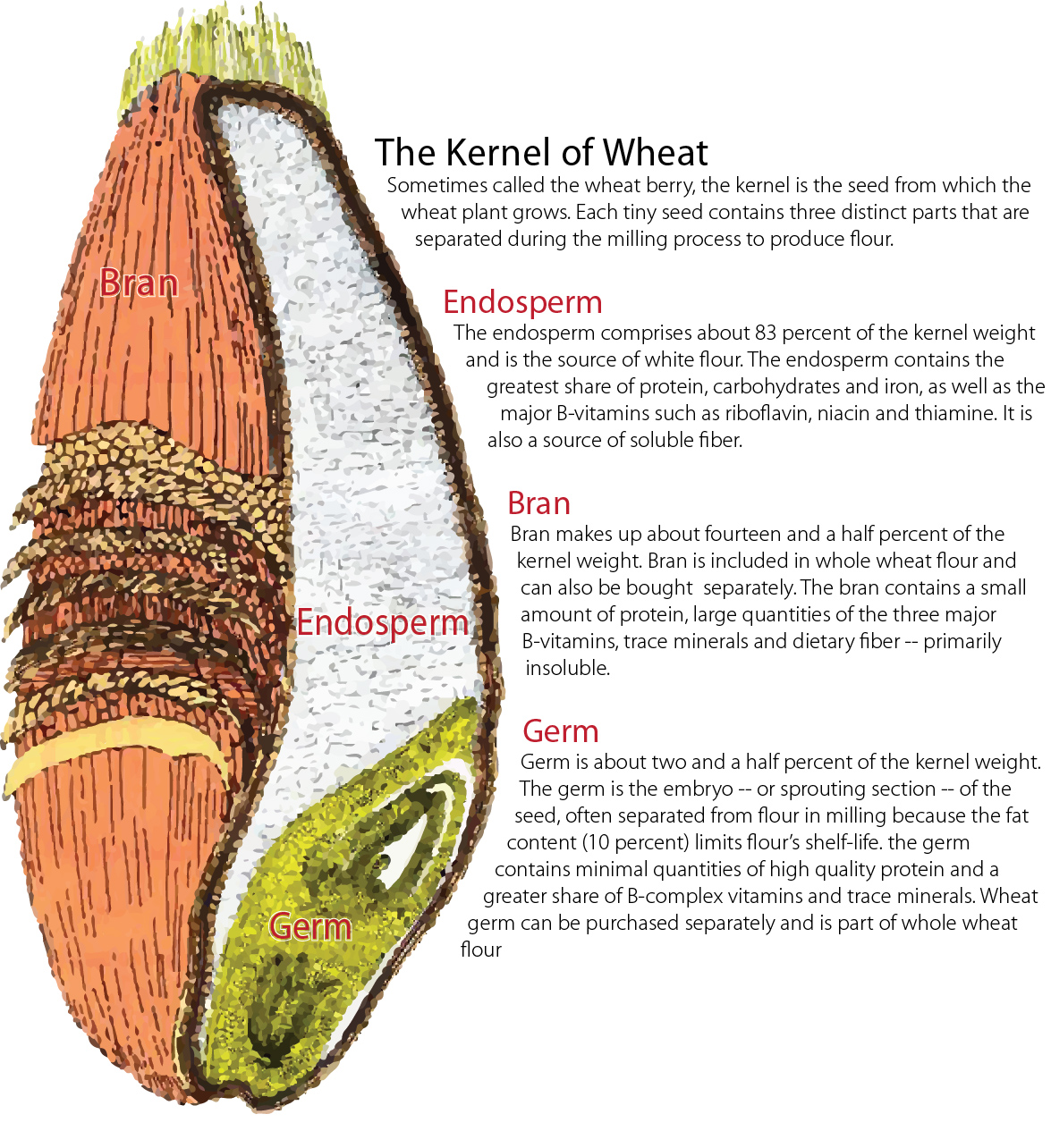 Anatomía del grano de trigo. Figure 1. Wheat grain anatomy.